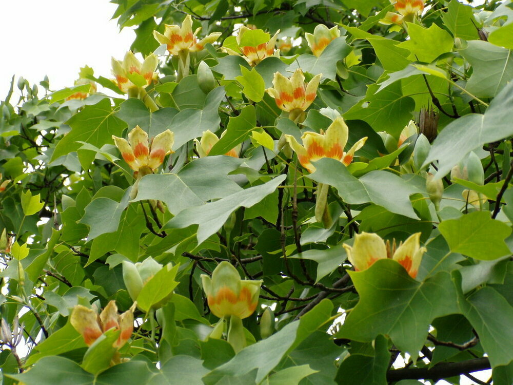 Лириодендрон (тюльпановое дерево)