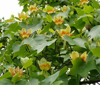 Лириодендрон (тюльпановое дерево)