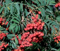 Рябина обыкновенная "Asplenifolia"