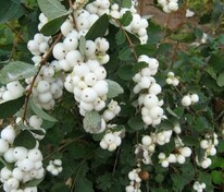 Снежноягодник Доренбоза "White Hedge"