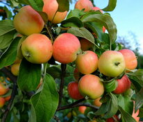 Яблоня плодовая