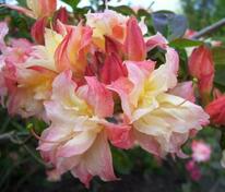 Азалия крупноцветковая "Кеннон Даблс"