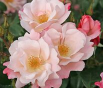 Роза флорибунда 'Roseromantic'