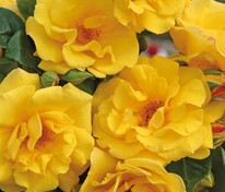 Роза флорибунда 'Stuttgardia'