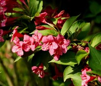 Вейгела цветущая "Bristol Ruby"