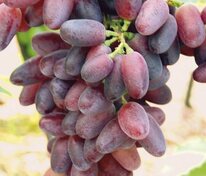 Виноград плодовый "Байконур"