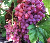 Виноград плодовый "Кишмиш" лучистый