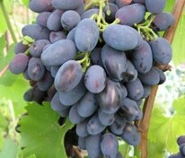 Виноград плодовый "Кодрянка"