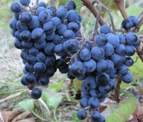 Виноград плодовый "Первенец Амура"