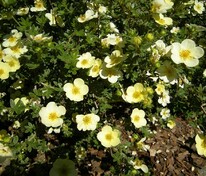 Лапчатка кустарниковая "Primrose Beauty"