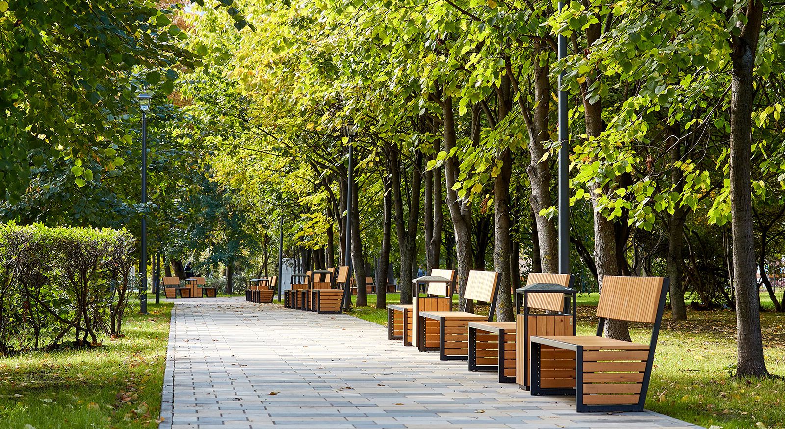 Лучшие сорта деревьев для городской аллеи в Москве-Горзел